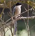 Iberian magpie