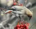 waxwing eating berries