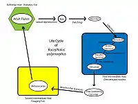Life cycle of the digenean Bucephalus polymorphus