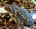 Closeup of the Eastern American toad