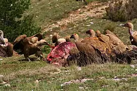 Griffon vultures scavenging a red deer carcass in Spain
