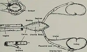 Female genitourinary system