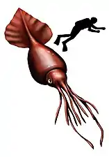 Colossal squid, the largest of all invertebrates