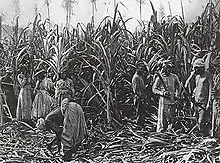 Black-and-white photograph of sugarcane standing in field