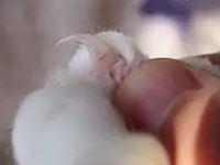 Close-up of a cat's claw