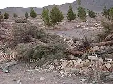Broken cinder blocks and felled palm trees