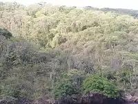 Aerial view of tropical deciduous trees
