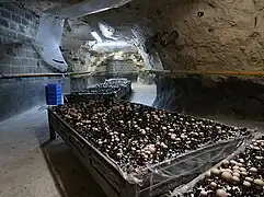 Brown variety grown in an underground quarry