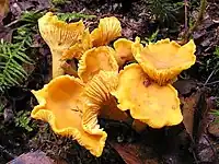 Chanterelles in the wild