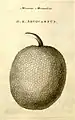 Breadfruit, named and described in Characteres generum plantarum&nbsp;(1776)