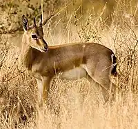 The chinkara or Indian gazelle is found across the Thar Desert.