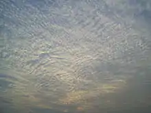 A large field of cirrocumulus clouds in a blue sky, beginning to merge near the upper left