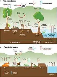 Climate change disturbances of rainforests.