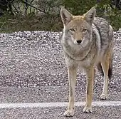 A brown, four-footed, dog-like animal stares at the camera