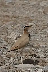 cream-colored courser camouflaged for the desert