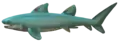 Cartilaginous fish