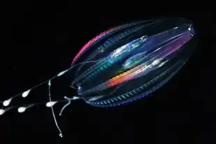 Bioluminescent ctenophore (comb jelly)