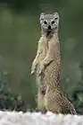 Standing yellow-brown mongoose