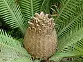 Dioon edule, seed cone