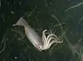 Humboldt squid found in the Humboldt Current