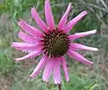 Tennessee purple coneflower (Echinacea tennesseensis)