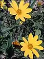 Eggert's sunflower (Helianthus eggertii)