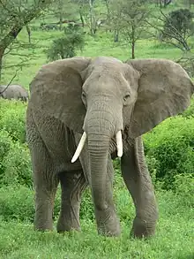 An African bush elephant in the Serengeti–Ngorongoro Biosphere Reserve, Tanzania.