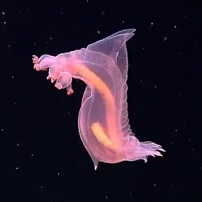 A benthopelagic and bioluminescent swimming sea cucumber, 3200 metres deep