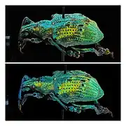 two photographs of the same Eupholus weevil exhibit the unique expression of structural color.