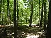 A path through several green trees in dappled sunlight