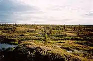 Landscape in an arctic setting with small trees and shrubs and ponds, at sunset