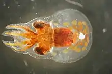 A microscopic view of a small round-bodied transparent animal with very short arms