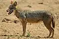 Eurasian golden jackal (Canis aureus)