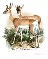 Soemmerring's gazelle (females)