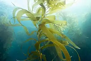 Giant kelp, a brown algae, is not a true plant, yet it is multicellular and can grow to 50m.