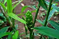 Ginger plant with flower