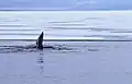Whale showing one of pectoral fins