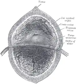 The interior of the bladder