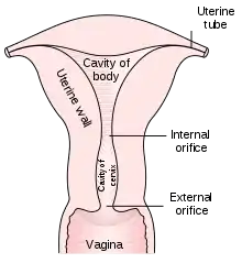 Diagram of the uterus and part of the vagina.