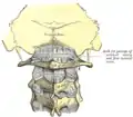 Posterior atlanto-occipital membrane and atlantoaxial ligament