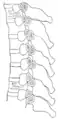 Section of the costotransverse joints from the third to the ninth inclusive.