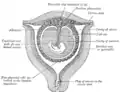 Sectional plan of the gravid uterus in the third and fourth month.