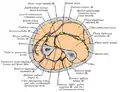 Cross-section through the middle of the forearm.