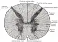 Cross-section through the spinal cord at the mid-thoracic level.