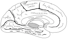 Cerebellum