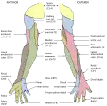 Diagram of segmental distribution of the cutaneous nerves of the right upper extremity.