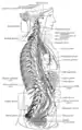 The right sympathetic chain and its connections with the thoracic, abdominal, and pelvic plexuses