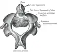 Second cervical vertebra, or epistropheus, from above