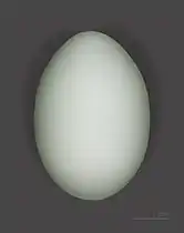 Cattle egret egg