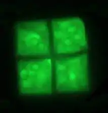 Flat, square-shaped cells of the archaea Haloquadratum walsbyi